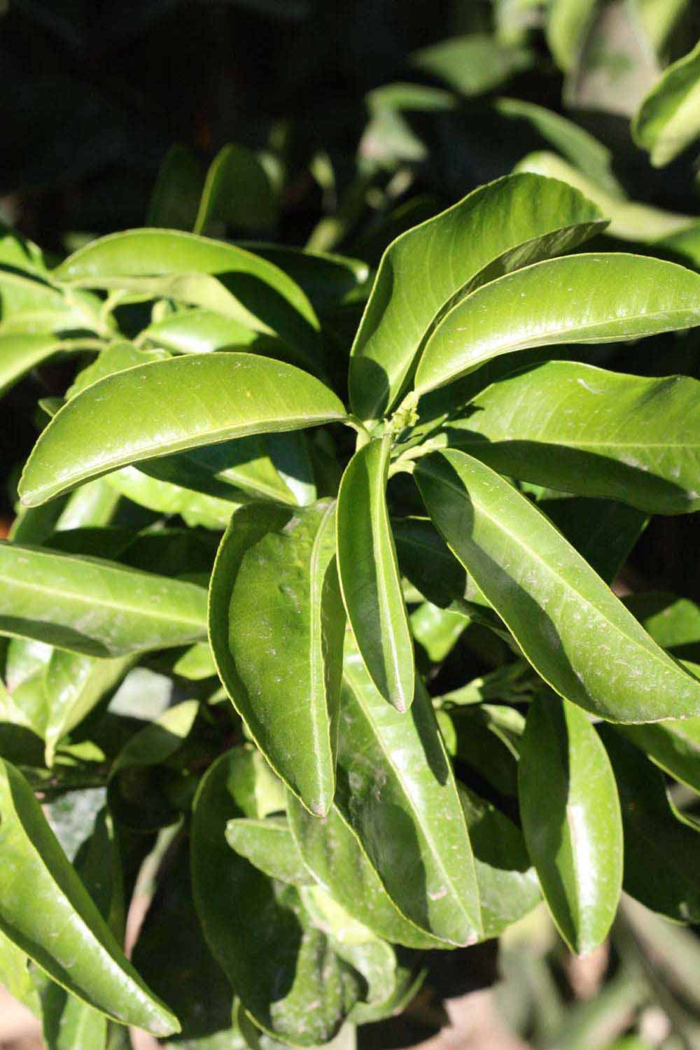              Sun leaves (Bouquet de Fleurs, Riverside, CA)       